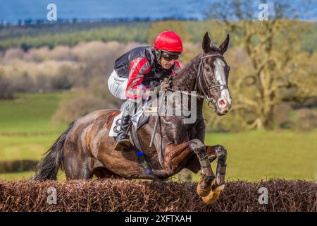 Racehorse jumping fence in  Itton point-to-point horse race, Monmouthshire, Wales, UK. Stock Photo