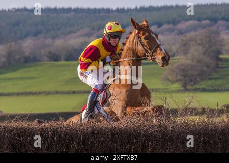 Racehorse jumping fence during Itton point-to-point horse race, Monmouthshire, Wales, UK. Stock Photo