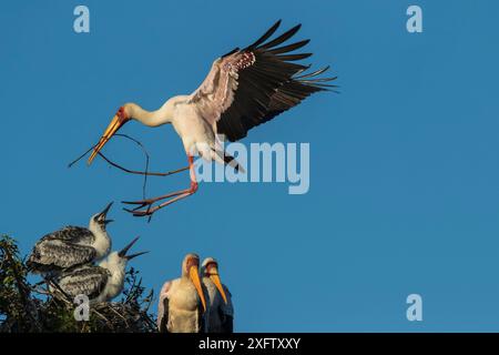 Yellow-billed stork (Mycteria ibis) landing at nest with chicks, carrying nesting material, Chobe River, Botswana, June. Stock Photo