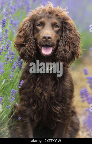 Chocolate working cocker spaniel portrait sitting in lavender fields, Gloucestershire, UK Stock Photo