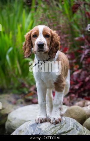Welsh springer spaniel puppy with collar in garden, North Yorkshire, UK Stock Photo