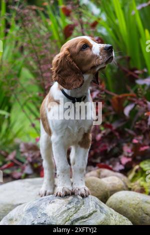 Welsh springer spaniel puppy with collar standing in garden, North Yorkshire, UK Stock Photo