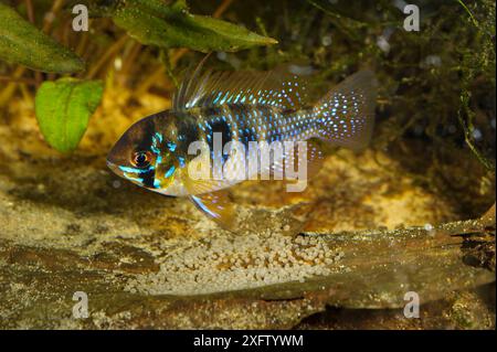 Ram cichlid (Mikrogeophagus ramirezi) male fish with iridescent scales guarding eggs . Captive, endemic to the Orinoco River basin in Venezuela and Colombia. Stock Photo