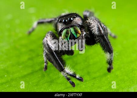 Regal jumping spider (Phidippus regius) captive male with iridescent fangs. Italy. Stock Photo