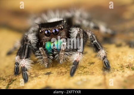 Regal jumping spider (Phidippus regius) captive male with iridescent fangs. Italy. Stock Photo