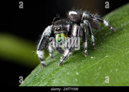 Regal jumping spider (Phidippus regius) captive male with iridescent fangs. Italy. Stock Photo