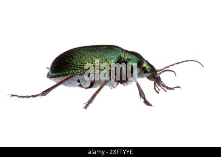 Shiny green carabid beetle (Calosoma sp) William Bay National Park, Western Australia. Meetyourneighbours.net project. Stock Photo