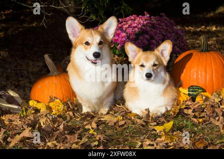 Corgis with pumpkins, gourds in leaves, Connecticut, USA. Stock Photo