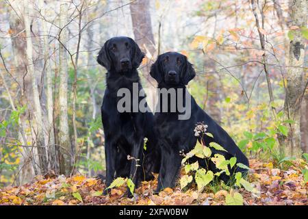 Flat-coated retrievers, East Haddam, Connecticut, USA. Stock Photo