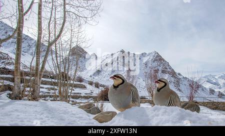 Chukar partridges (Alectoris chukar) three in snow, Ladakh, Jammu and Kashmir, India. March. Stock Photo