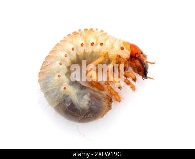 Cockchafer beetle (Melolontha melolontha) larva. Surrey, England, UK. Controlled conditions Stock Photo