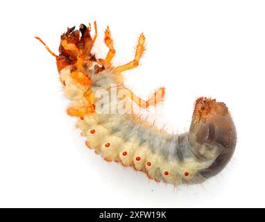 Cockchafer beetle (Melolontha melolontha) larva. Surrey, England, UK, July. Controlled conditions Stock Photo