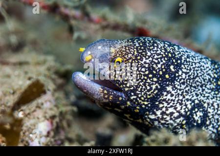 Snowflake moray eel (Echidna nebulosa)  Ambon, Indonesia. Stock Photo