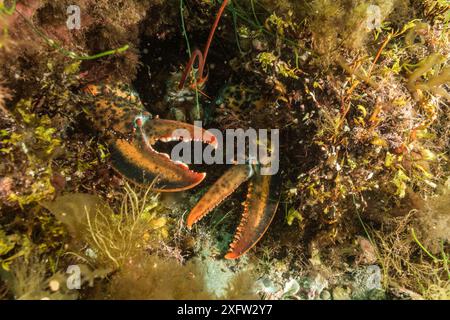 American / Northern lobster (Homarus americanus) hiding in hole, Nova Scotia, Canada, July. Stock Photo