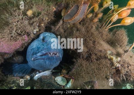 Atlantic wolfish (Anarhichas lupus) in hole, Bay of Fundy, New Brunswick, Canada, July. Stock Photo