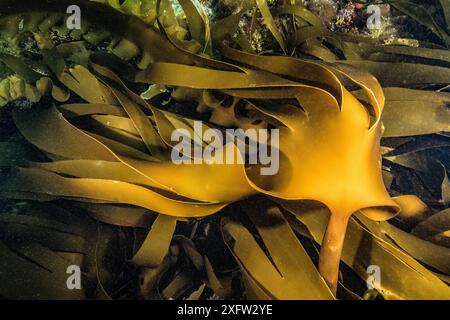 Oarweed (Laminaria digitata) Nova Scotia, Canada, July. Stock Photo