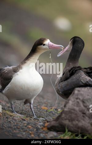 An immature Short-tailed Albatross (Diomedea albatrus) is depicted