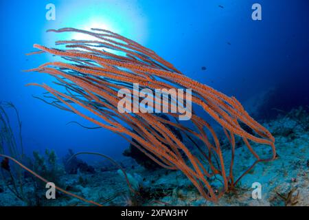 Red sea whip coral (Ellisella sp) Lighthouse Reef, Cabilao Island, Bohol, Central Visayas, Philippines, Pacific Ocean. Stock Photo