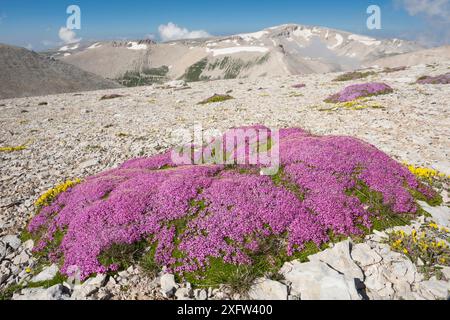 Cushion of Moss campion (Silene acaulis) on Majella's altitude plateau, with Mount Amaro (2793m) in the distance, Majella's highest peak. Abruzzo, Central Apennines, Italy, July. Stock Photo