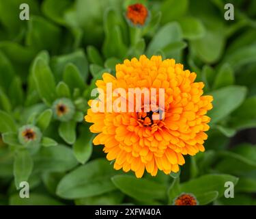 Single Double Pot Marigold (Calendula Officinalis nana) grown in the garden. Summer background with Marigold flowers in a flower bed in the garden. Stock Photo