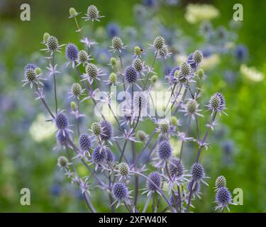 Eryngium planum, the blue eryngo or flat sea holly flowers in the garden, close up. Summer background with blue blooming plant. Soft focus. Wallpaper. Stock Photo