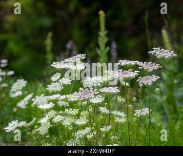 Wild Carrots (Daucus carota) also known as bird's nest, bishop's lace, and Queen Anne's lace on green background. Carrot flowers in backyard garden. Stock Photo