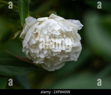 Peony background. White peony flower on a blurred green background. Coseup of white peony flower in full bloom on dark green background. Soft focus. Stock Photo