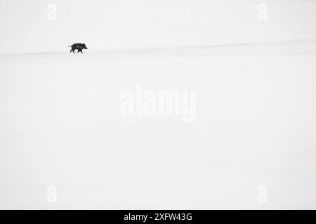 Solitary male wild boar (Sus scrofa) crossing snowy field. Abruzzo National Park, Central Apennines, Italy, February. Stock Photo