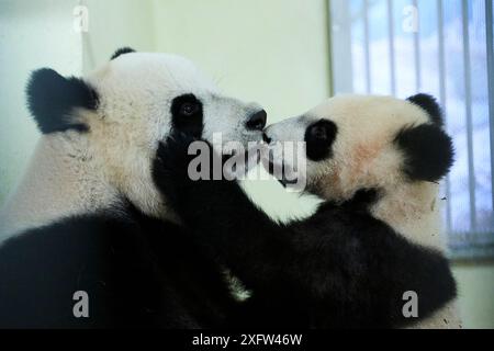 Giant panda female Huan Huan playing with her cub (Ailuropoda melanoleuca). Yuan Meng, first Giant panda ever born in France, now aged 8 months, Beauval Zoo, France Stock Photo