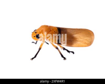 Yellow leafhopper (Cercopidae) Tapirai, Sao Paulo, Brazil. Atlantic forest. Meetyourneighbours.net project. Stock Photo