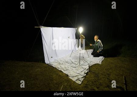 Research on Spanish moon moth (Graellsia isabellae) at night - The Ports Natural Park, Catalonia, Spain. June. Stock Photo