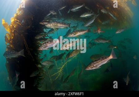 Kelp bass / Rock sea bass (Paralabrax clathratus) and Giant kelp (Macrocystis pyrifera), Cedros Island, Pacific Ocean, Baja California, Mexico, May Stock Photo