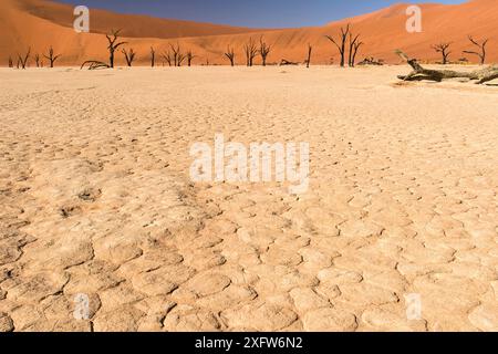 Deadvlei with dead Camel thorn tree (Vachellia erioloba) trees Namib-Naukluft National Park, Namib Desert, Namibia Stock Photo