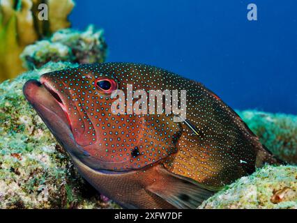 Coney (Cephalopholis fulva) Bonaire, Leeward Antilles, Caribbean. Stock Photo