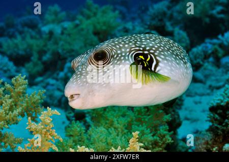 Whitespotted puffer (Arothron hispidus) on coral reef, Jackfish Alley, Ras Mohammed NP, Egypt, Red Sea. Stock Photo