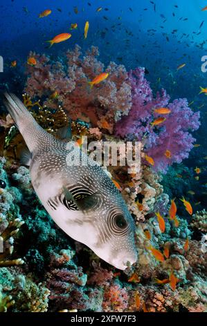 Whitespotted puffer (Arothron hispidus) on coral reef, Shark Reef to Jolande, Ras Mohammed National Park, Egypt, Red Sea. Stock Photo