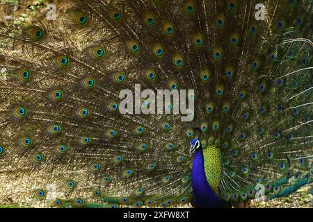 Ajmer, India. 03rd July, 2024. A peacock displays its iridescent feathers after the monsoon rain in Ajmer, Rajasthan, India on July 3, 2024. Photo by ABACAPRESS.COM Credit: Abaca Press/Alamy Live News Stock Photo