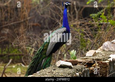 Ajmer, India. 03rd July, 2024. A peacock displays its iridescent feathers after the monsoon rain in Ajmer, Rajasthan, India on July 3, 2024. Photo by ABACAPRESS.COM Credit: Abaca Press/Alamy Live News Stock Photo