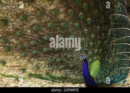 Ajmer, India. 03rd July, 2024. A peacock displays its iridescent feathers after the monsoon rain in Ajmer, Rajasthan, India on July 3, 2024. Photo by ABACAPRESS.COM Credit: Abaca Press/Alamy Live News Stock Photo