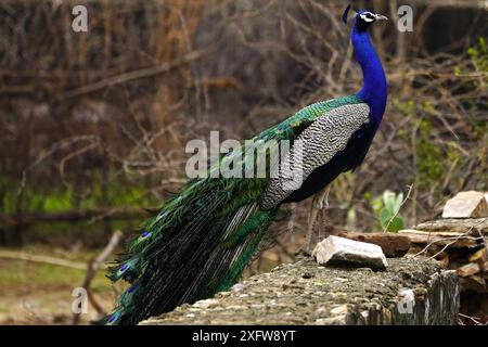 Ajmer, India. 03rd July, 2024. A peacock displays its iridescent feathers after the monsoon rain in Ajmer, Rajasthan, India on July 3, 2024. Photo by ABACAPRESS.COM Credit: Abaca Press/Alamy Live News Stock Photo