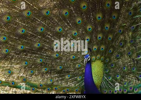 Ajmer, India. 03rd July, 2024. A peacock displays its iridescent feathers after the monsoon rain in Ajmer, Rajasthan, India on July 3, 2024. Photo by ABACAPRESS.COM Credit: Abaca Press/Alamy Live News Stock Photo