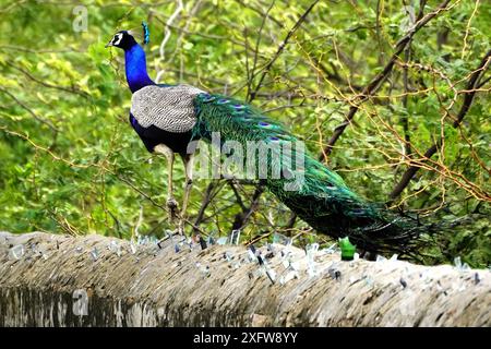 Ajmer, India. 03rd July, 2024. A peacock displays its iridescent feathers after the monsoon rain in Ajmer, Rajasthan, India on July 3, 2024. Photo by ABACAPRESS.COM Credit: Abaca Press/Alamy Live News Stock Photo