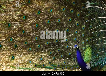 Ajmer, India. 03rd July, 2024. A peacock displays its iridescent feathers after the monsoon rain in Ajmer, Rajasthan, India on July 3, 2024. Photo by ABACAPRESS.COM Credit: Abaca Press/Alamy Live News Stock Photo