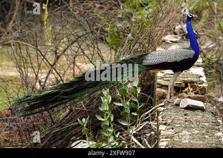 Ajmer, India. 03rd July, 2024. A peacock displays its iridescent feathers after the monsoon rain in Ajmer, Rajasthan, India on July 3, 2024. Photo by ABACAPRESS.COM Credit: Abaca Press/Alamy Live News Stock Photo