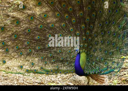 Ajmer, India. 03rd July, 2024. A peacock displays its iridescent feathers after the monsoon rain in Ajmer, Rajasthan, India on July 3, 2024. Photo by ABACAPRESS.COM Credit: Abaca Press/Alamy Live News Stock Photo