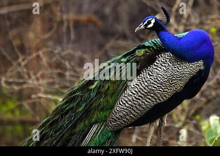 Ajmer, India. 03rd July, 2024. A peacock displays its iridescent feathers after the monsoon rain in Ajmer, Rajasthan, India on July 3, 2024. Photo by ABACAPRESS.COM Credit: Abaca Press/Alamy Live News Stock Photo