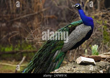 Ajmer, India. 03rd July, 2024. A peacock displays its iridescent feathers after the monsoon rain in Ajmer, Rajasthan, India on July 3, 2024. Photo by ABACAPRESS.COM Credit: Abaca Press/Alamy Live News Stock Photo