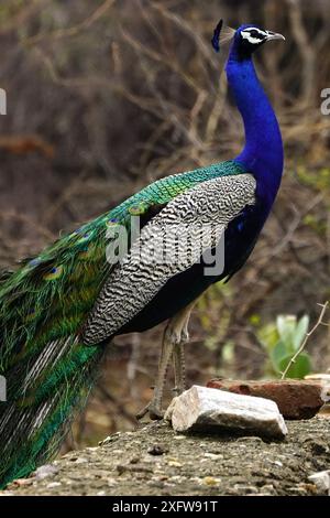 Ajmer, India. 03rd July, 2024. A peacock displays its iridescent feathers after the monsoon rain in Ajmer, Rajasthan, India on July 3, 2024. Photo by ABACAPRESS.COM Credit: Abaca Press/Alamy Live News Stock Photo