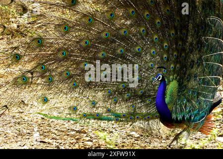 Ajmer, India. 03rd July, 2024. A peacock displays its iridescent feathers after the monsoon rain in Ajmer, Rajasthan, India on July 3, 2024. Photo by ABACAPRESS.COM Credit: Abaca Press/Alamy Live News Stock Photo