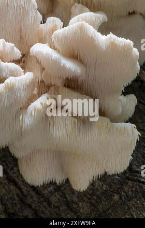 Tiered tooth fungus (Hericium cirrhatum) Sussex, England, UK. September. Stock Photo